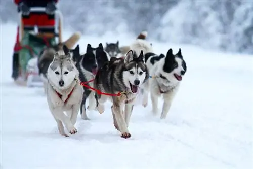 Kereta Luncur Anjing