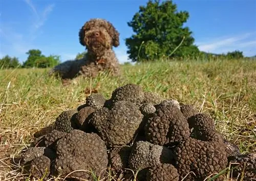 truffle di depan anjing