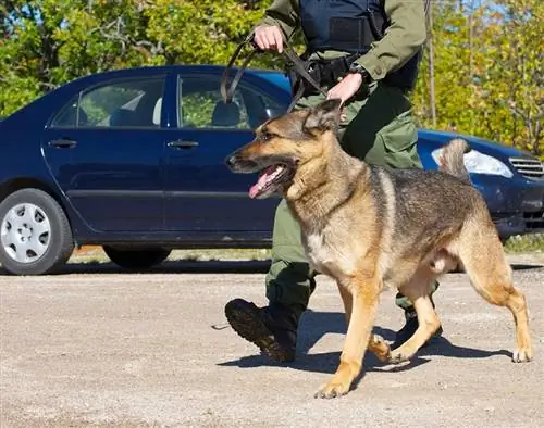 ein Such- und Rettungshund mit Hundeführer