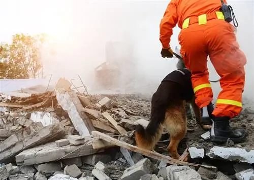 Such- und Rettungshund Deutscher Schäferhund