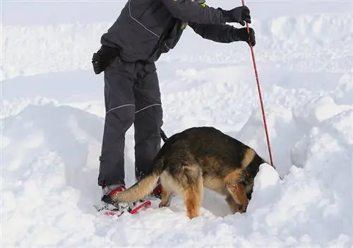 recherche et sauvetage chien de berger allemand à la recherche de survivants d'avalanche