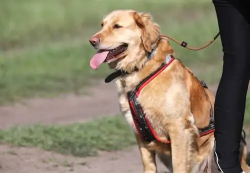 ein Such- und Rettungshund mit seinem Hundeführer