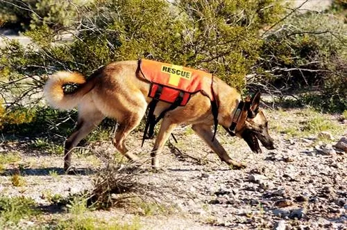 unité canine de recherche et de sauvetage au travail dans le désert