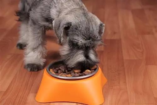 Anak anjing Schnauzer makan makanan kering yang lezat dari mangkuk