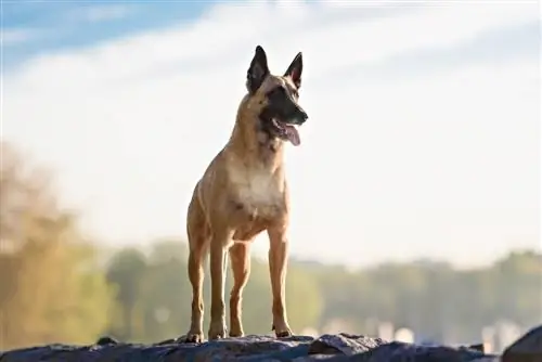 Belgischer Malinois auf einem Berg