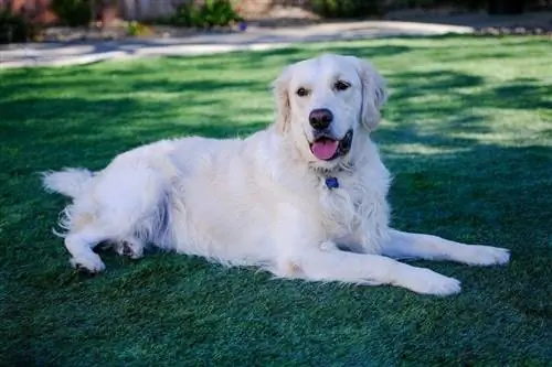 Englischer Golden Retriever