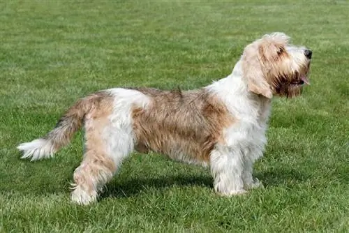 tampilan samping Petit Basset Griffon Vendeen