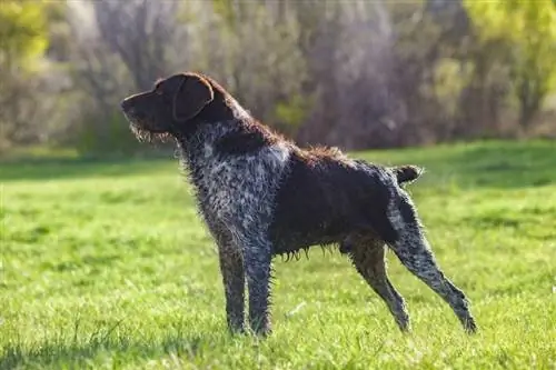 Açıq havada Alman Wirehaired Pointer