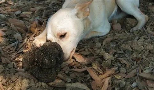 Welpe hat im Wald einen Trüffel gefunden