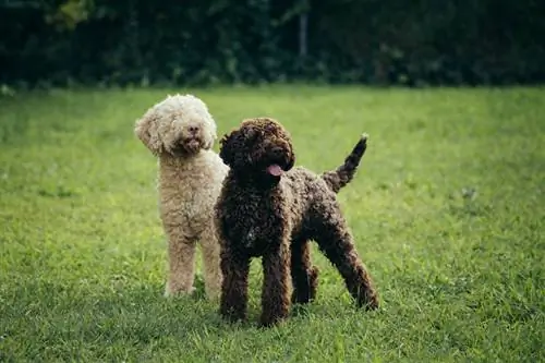 Lagotto Romagnolo ውሾች በጓሮ ውስጥ ይጫወታሉ