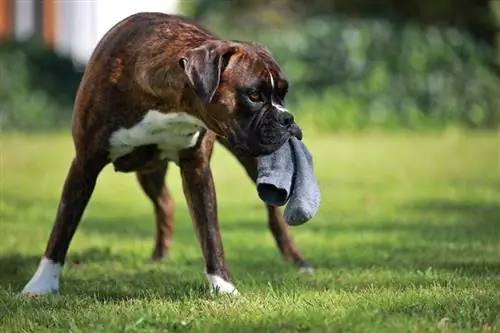 Waarom steelt mijn hond mijn sokken? 5 Redenen & Hoe het te stoppen