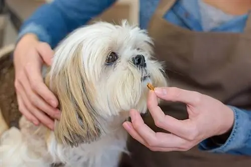 donant a shih tzu un suplement per a gossos