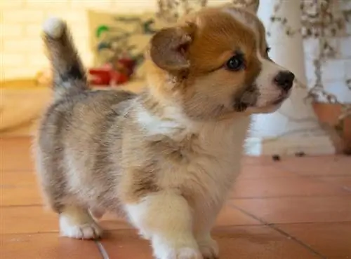 8 Makanan Terbaik untuk Anak Anjing Corgi – Ulasan 2023 & Pilihan Teratas