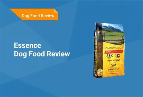 Essence Dog Food Review 2023: Эскертүү, жакшы жактары & Кемчиликтери