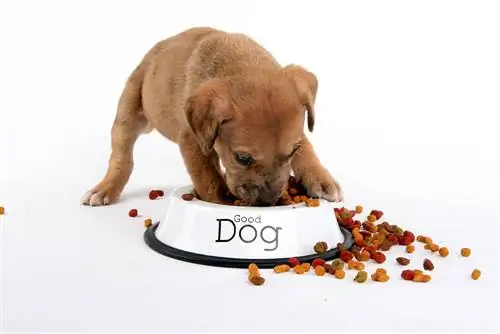 Great Dane Puppy Eating