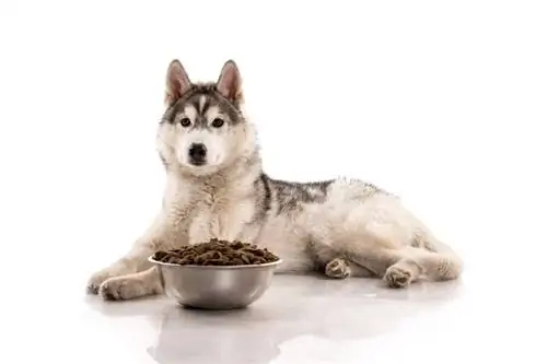 siberische husky hond met hondenvoer