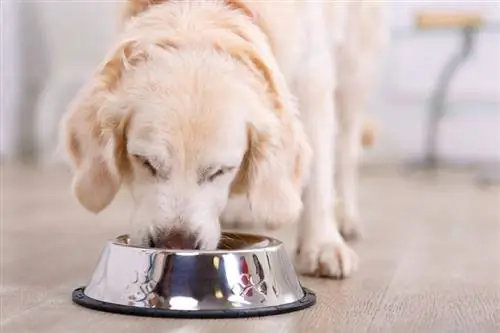 Tampilan dekat anjing cantik yang makan dari mangkuk