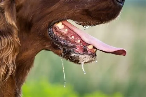 Siklende hund