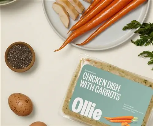 piatto di pollo ollie cibo per cani fresco