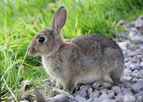 Wie viel kostet ein Kaninchen? Preisaktualisierung 2023