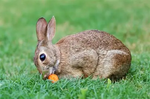 coniglio che mangia carota in giardino