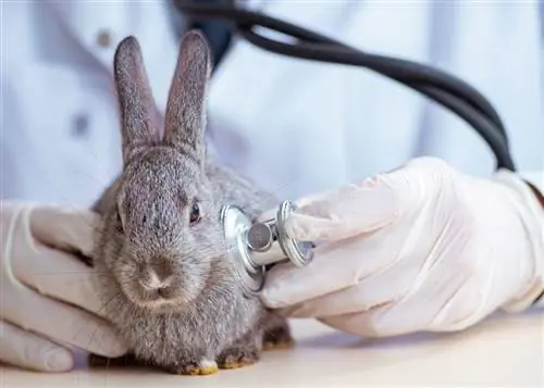 veterinario revisando conejo