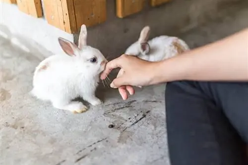 Bílý králík si hraje s lidmi v kavárně