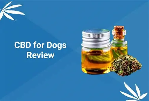 CBD for Dogs Review 2023: ประโยชน์, การใช้ & ความปลอดภัย