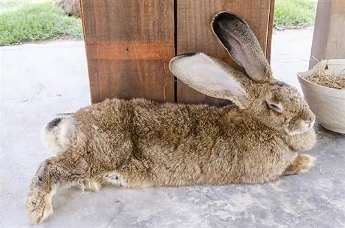 Hoe slaap hase? Konyngedrag verduidelik