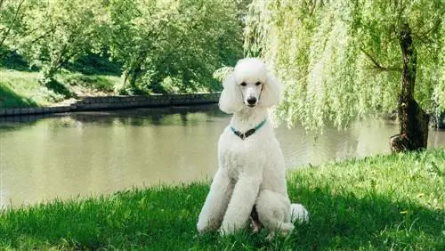 Um poodle branco padrão de raça pura