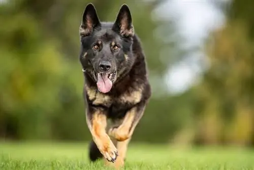 cão pastor alemão ocidental correndo ao ar livre