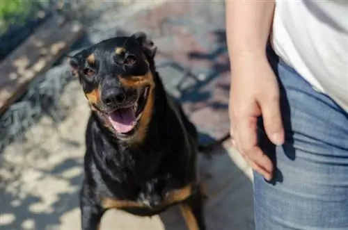 babaeng nakatayo sa tabi ng asong Doberman Pinscher