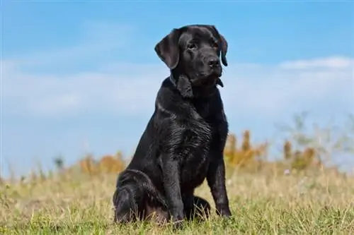 Labrador noir dans l'herbe