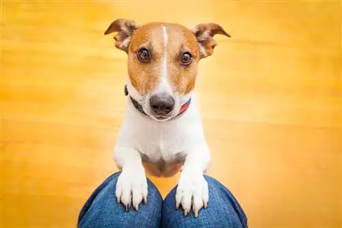 Jack Russell it sahibi ilə gəzməyə hazırdır və ya acdır, qucağında dilənir