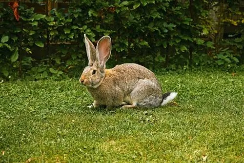 Flemish giant rabbit sa isang pribadong hardin na may damuhan