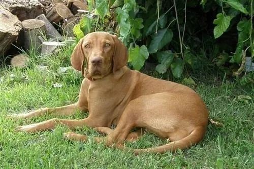 vizsla berbaring di atas rumput