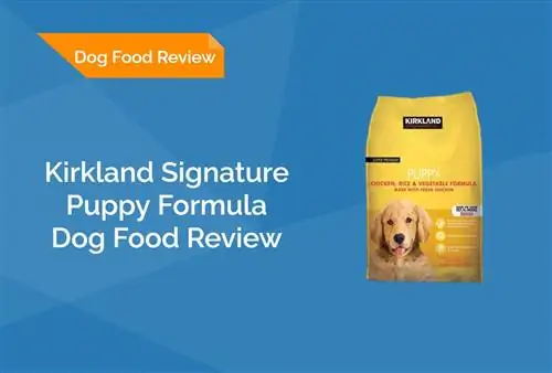 Kirkland İmza Puppy Formula Köpək Yemək İcmalı 2023: Xatırlayırlar, Müsbət cəhətlər & Eksiler