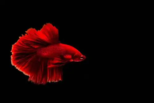 peixe betta vermelho em fundo preto