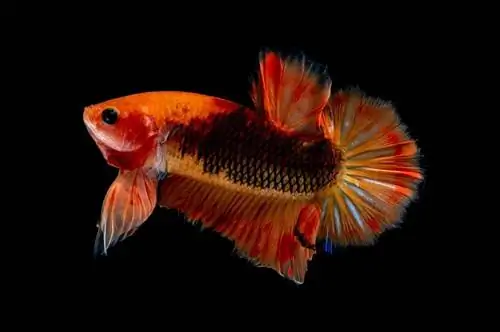 ikan betta