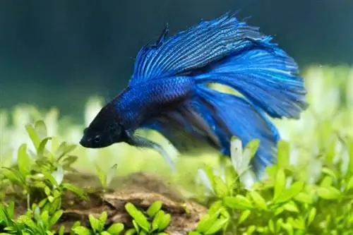 peixe Betta