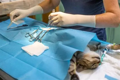 Quanto custa esterilizar ou castrar um gato no PetSmart? (Atualização de 2023)