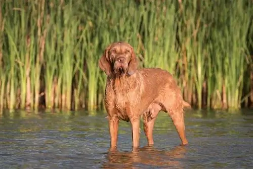 chien vizsla poil dur dans l'eau