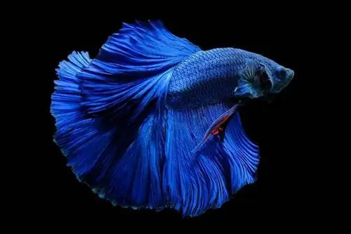 Blue Betta Fish: Care Guide, Lifespan & Mer (med bilder)