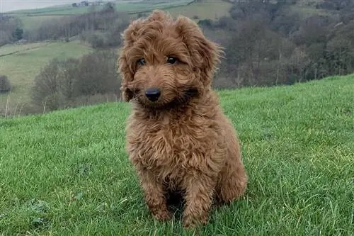 cockapoo sitter på gräs