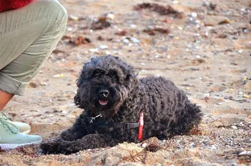 cockapoo hund på stranden