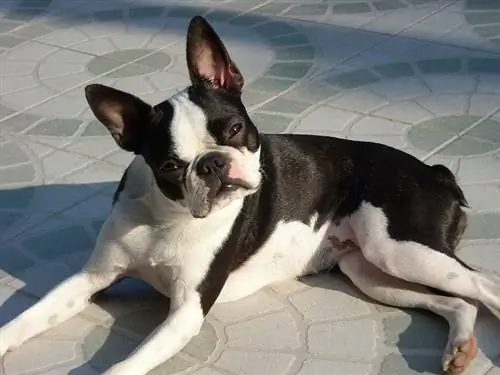 Ruik Boston Terriers erger as meeste honde? Laat hulle beter ruik