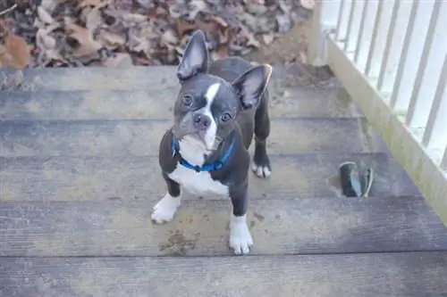 Petit chiot boston terrier à la recherche de marches de porche en béton