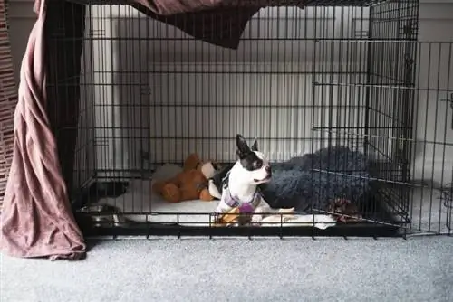 anak anjing boston terrier di dalam kandang bermain besar dengan pintu terbuka