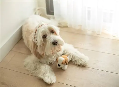 mini goldendoodle sdraiato sul pavimento