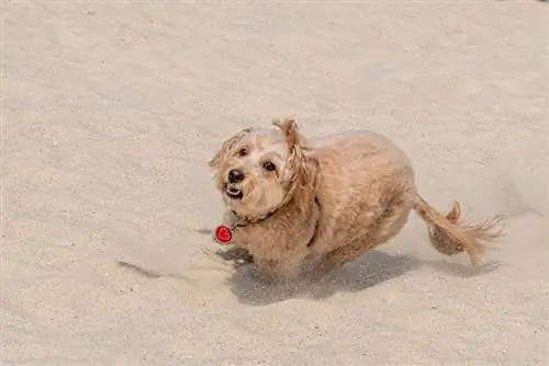 mini pes Goldendoodle beží a hrá sa na piesku